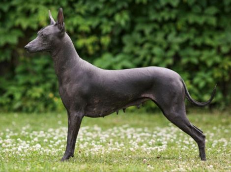 xoloitzcuintli dog appearance and muscular body