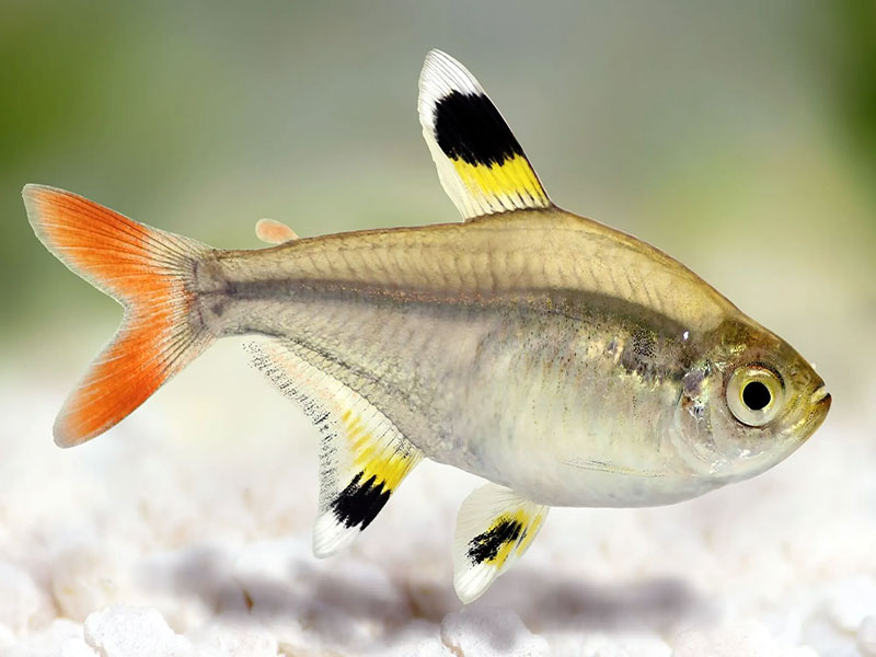 x-ray tetra translucent body
