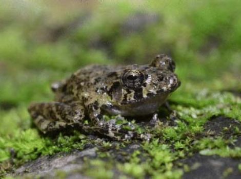 xucaneb robber frog cloud forest habitat