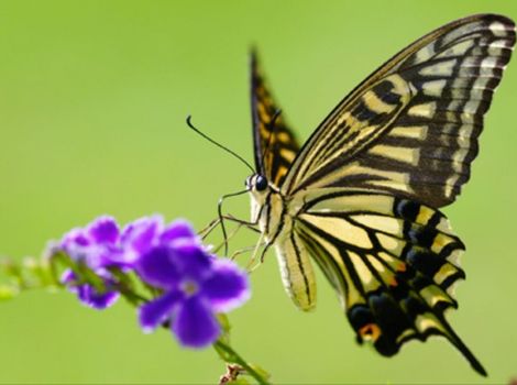 xuthus swallowtail butterfly and garden habitat