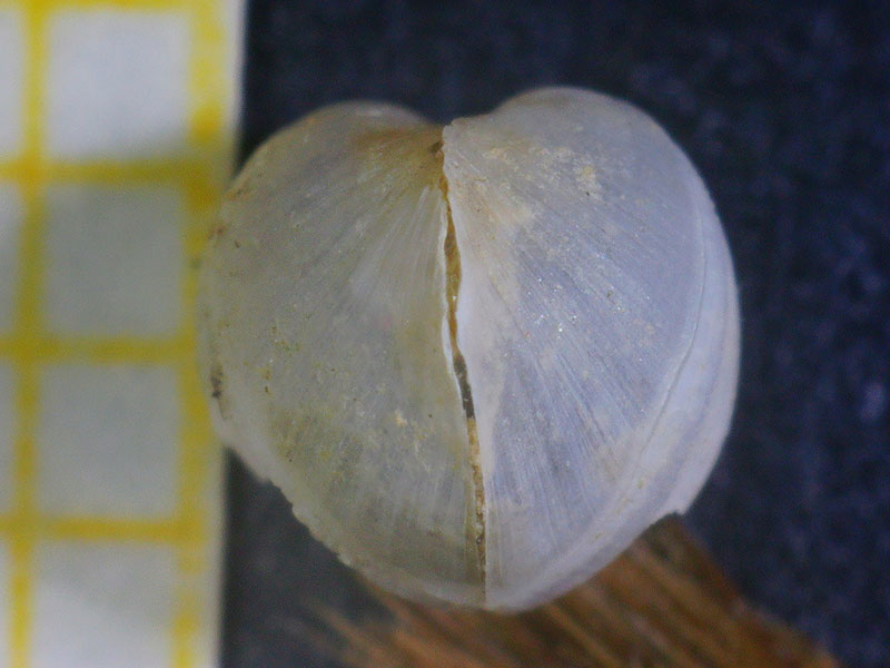xylophaga extinct marine bivalve boring into wood