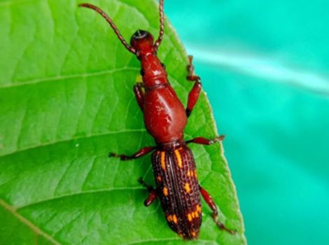 xylophagous beetle wood boring and ecosystem role