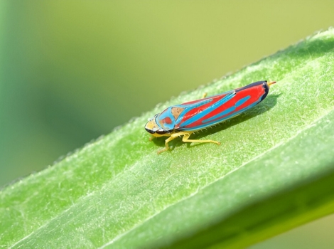 xylophagous leafhopper on plant