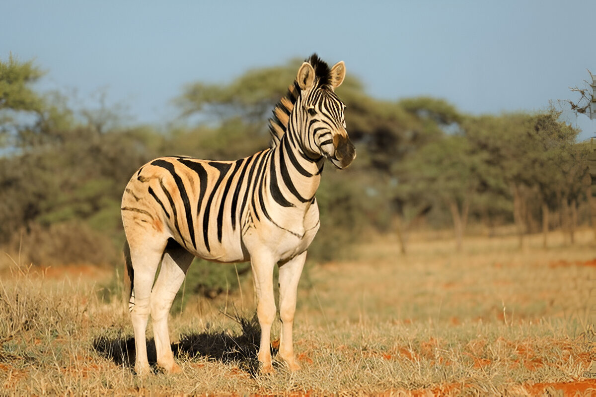 Zebra behavior and savanna ecosystem