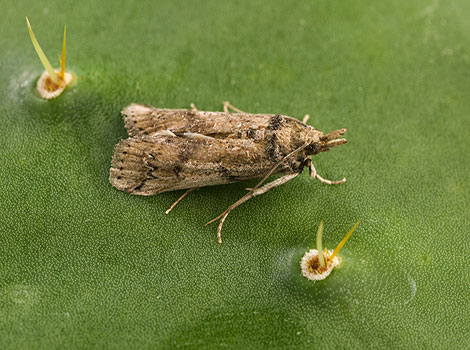 Cactus Moth is perched on a cactus branch searching for food.