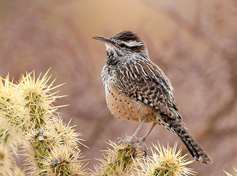 Cactus Wren is standing on a cactus branch.