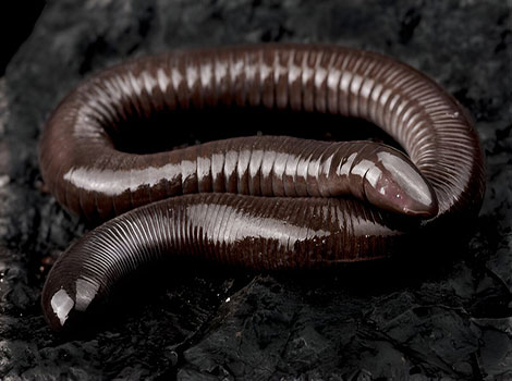 Caecilian is curled up with glossy black skin.