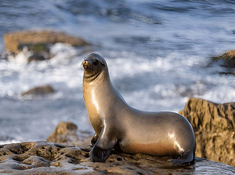 California Sea Lion with fierce eyes and a pale yellow coat