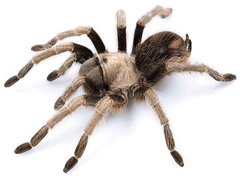 California Tarantula is slithering with a furry, rough body.