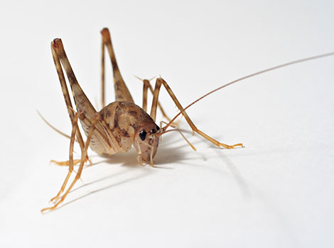 Camel Cricket has extremely large and long hind legs.