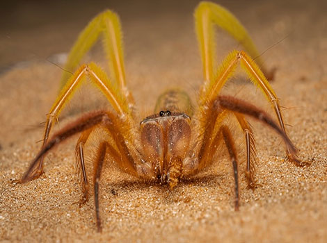 Camel Spider With six long legs covered in fine hairs.