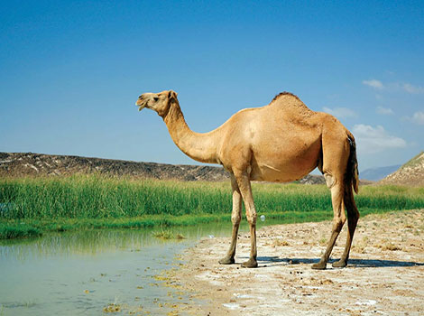 camel desert adaptation and sand travel