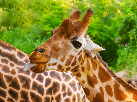 Camelopard extending its tongue to reach food