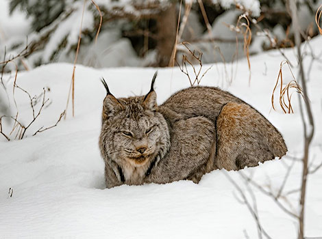 Canada Lynx with piercing eyes, lying on the snow