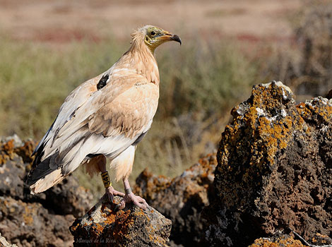 Canarian Egyptian Vulture is standing on large rocks, waiting to ambush prey.
