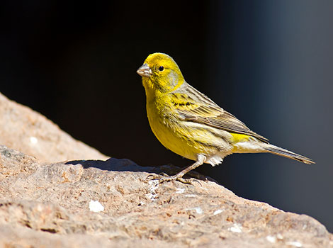Canary has shimmering golden feathers.
