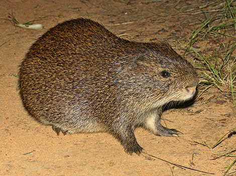Cane Rat adorable with its bright white fur