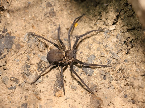 Cane Spider is found in Asia, Australia, and Atlantic islands.