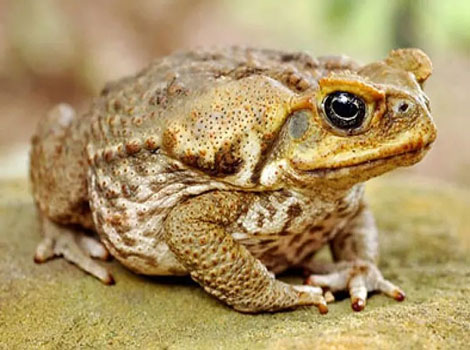 Cane Toad With golden-yellow and somewhat shaggy fur.