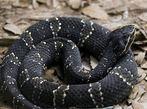 Cantil with black skin, interspersed with white spots