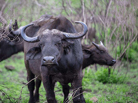 Cape Buffalo with a black coat and long horns