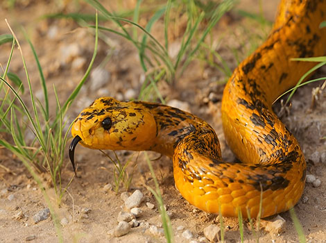 Cape Cobra with a black tongue and yellow skin