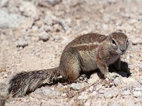Cape Ground Squirrel resembling a small deer