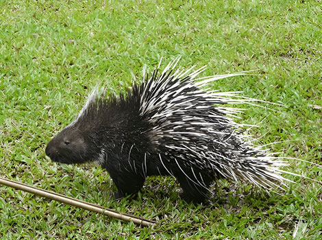 Cape Porcupine striking eyes