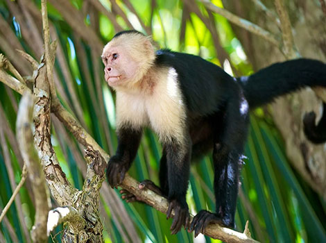 Capuchin striking with its black and white coat
