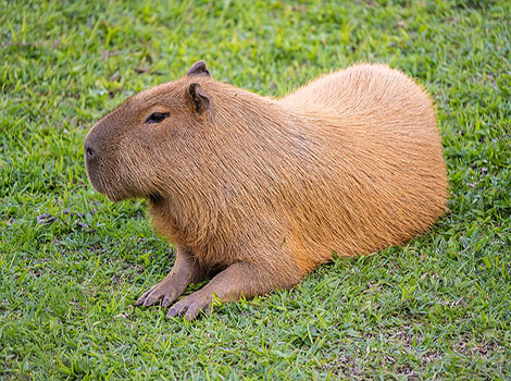 capybara social behavior and wetland habitat