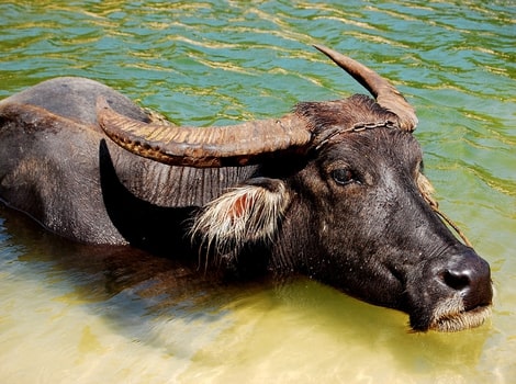 Carabao like water buffalo