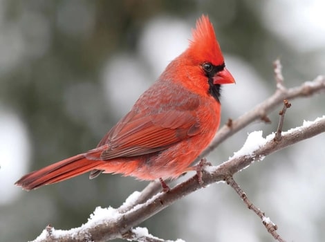 Cardinal has an impressive red fur coat.
