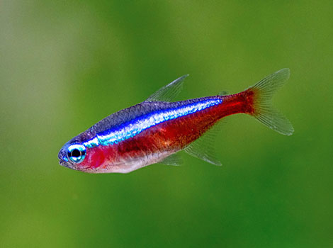 Cardinal Tetra has a blue back and a red belly.