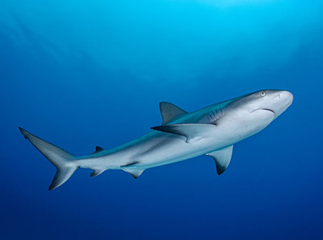 Caribbean Reef Shark With an enormous body, is swimming at the bottom of the deep blue ocean.