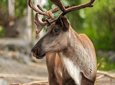 Caribou massive antlers