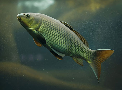 Carp can live up to 20 years.
