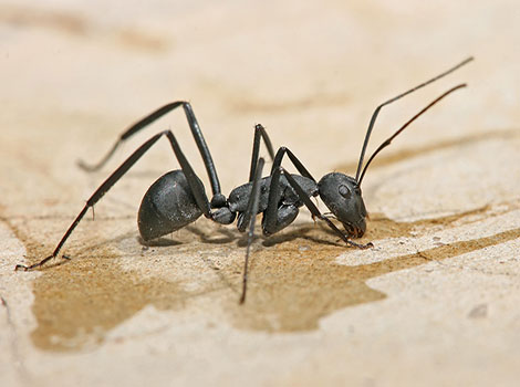 Carpenter Ant is found in damp logs deep in the forest.