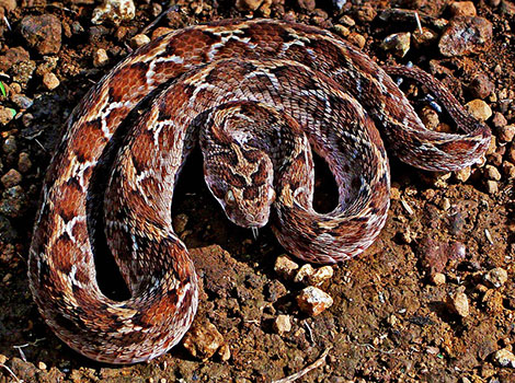 Carpet Viper with skin color similar to its habitat