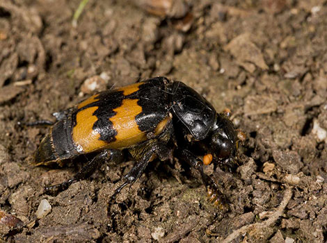 Carrion Beetle hunts for food in damp forests.