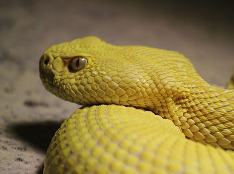 Cascabel with yellow skin