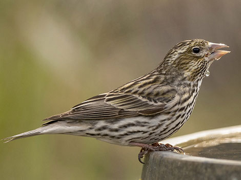 Cassin's Finch is drinking water from a bowl.