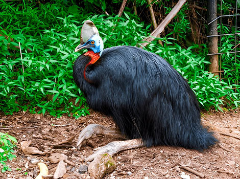 Cassowary are big birds that cannot fly
