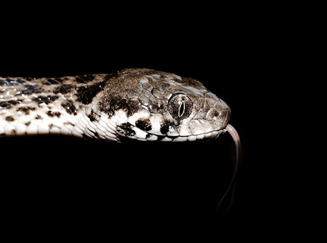 Cat-Eyed Snake has eyes very similar to those of a cat.