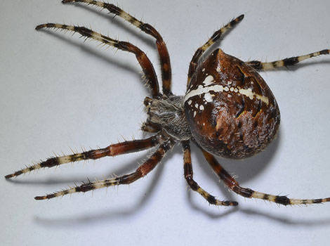 Cat-Faced Spider has an enormous abdomen.