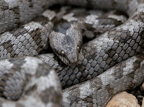 Cat Snake moving through the rocky outcrops