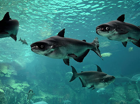 Catfish are demersal fish