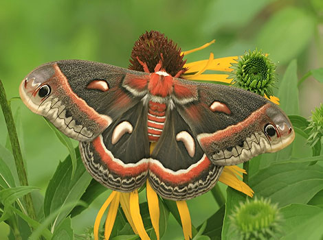 Cecropia Moth has intricately patterned wings arranged in a striking manner.