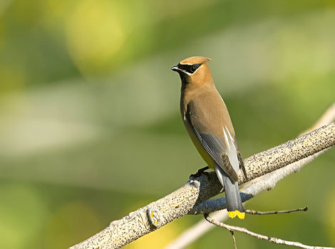 Cedar Waxwing is standing on a branch with glossy feathers.