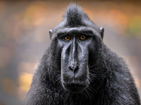 Celebes Crested Macaque with a long, dark face