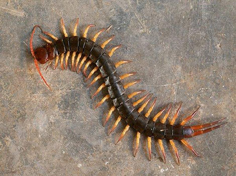 Centipede moves in unison with numerous legs.